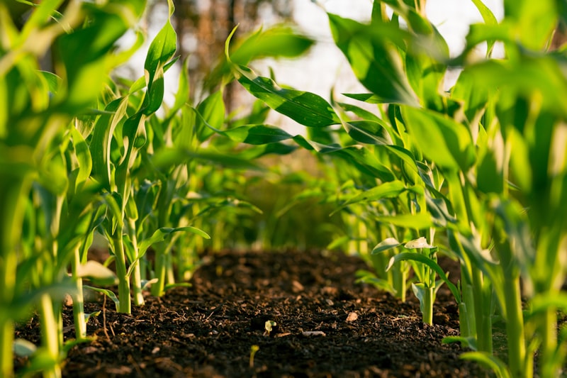 ASHLAR AGRO — Agricultura